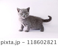 白バックでブリティッシュショートヘアーの子猫 118602821