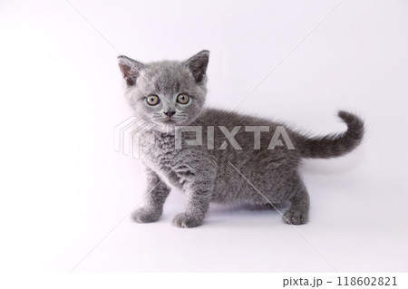 白バックでブリティッシュショートヘアーの子猫 白バックでブリティッシュショートヘアーの子猫 118602821