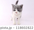 白バックでブリティッシュショートヘアーの子猫 118602822