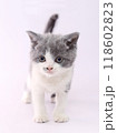 白バックでブリティッシュショートヘアーの子猫 118602823