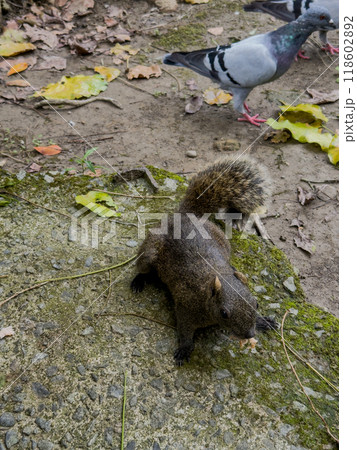 野生動物 野獣 野生の生き物 118602892