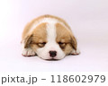 ピンクの背景に寝そべるかわいいコーギの子犬 118602979
