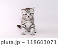 お座りしたアメショの子猫 118603071