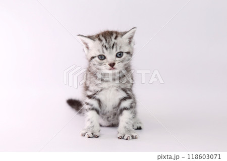 お座りしたアメショの子猫 お座りしたアメショの子猫 118603071