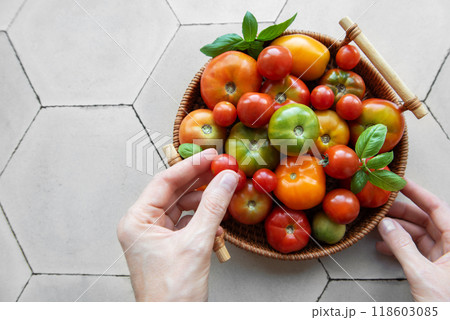 A persons hands carefully selecting fresh tomatoes from a basket  118603085
