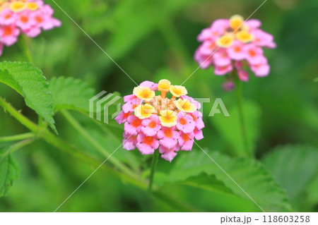 ピンクと黄色のランタナの花 ピンクと黄色のランタナの花 118603258