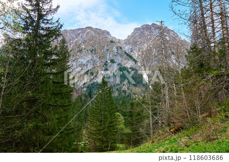Mountain landscape with green meadow, surrounded by pine forests and snow-capped peaks under clear sky. Tatra mountains in Zakopane, Poland. Giewont summit 118603686