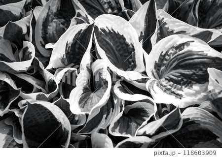 モノクロームの世界～擬宝珠の葉～ 118603909