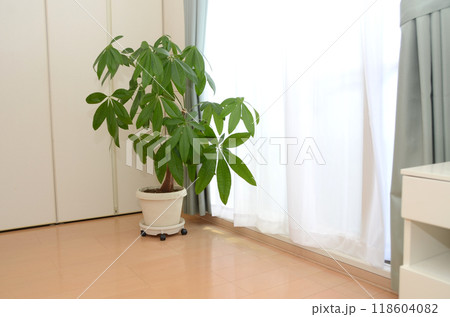 観葉植物のある日当たりの良いリビング・パキラ 118604082