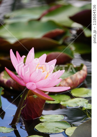 水面に浮かぶピンク色の睡蓮 水面に浮かぶピンク色の睡蓮 118604536