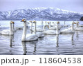 屈斜路湖の白鳥 118604538