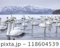 屈斜路湖の白鳥 118604539