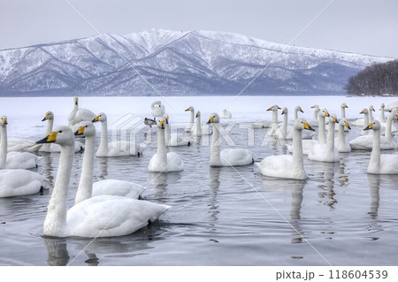 屈斜路湖の白鳥 118604539