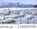 屈斜路湖の白鳥 118604540
