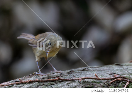 色鮮やかなオーストラリアの野鳥 色鮮やかなオーストラリアの野鳥 118604791