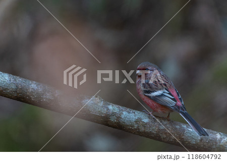 色鮮やかなオーストラリアの野鳥 118604792