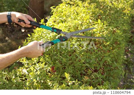 Young man cutting leaves and branches of hedge in garden with old garden shears in fall. Gardening and tidying up. Nature and garden care. Young man cutting leaves and branches of hedge in garden with old garden shears in fall. Gardening and tidying up. Nature and garden care. 118604794