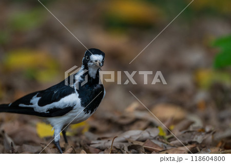 色鮮やかなオーストラリアの野鳥 118604800