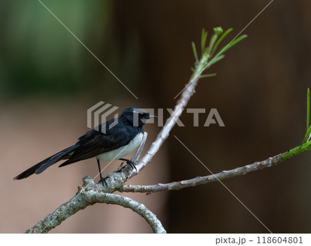 色鮮やかなオーストラリアの野鳥 118604801
