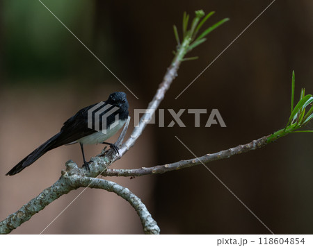 色鮮やかなオーストラリアの野鳥 色鮮やかなオーストラリアの野鳥 118604854