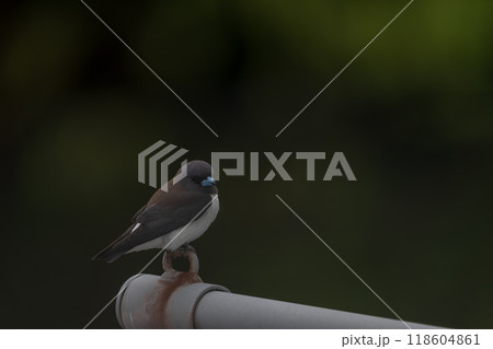 色鮮やかなオーストラリアの野鳥 色鮮やかなオーストラリアの野鳥 118604861