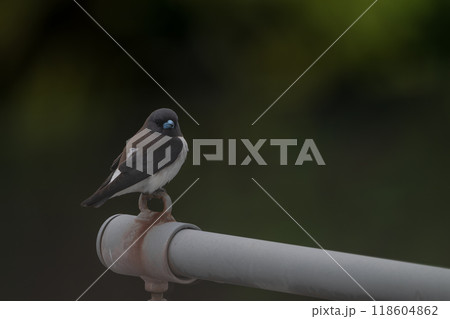 色鮮やかなオーストラリアの野鳥 色鮮やかなオーストラリアの野鳥 118604862