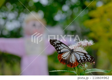 大原野のフジバカマ園に飛んできたアサギマダラ 118604962