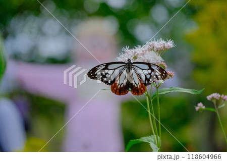 大原野のフジバカマ園に飛んできたアサギマダラ 118604966
