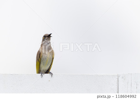 色鮮やかなオーストラリアの野鳥 色鮮やかなオーストラリアの野鳥 118604992