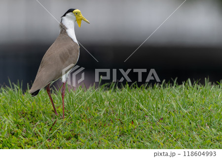 色鮮やかなオーストラリアの野鳥 色鮮やかなオーストラリアの野鳥 118604993