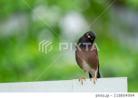 色鮮やかなオーストラリアの野鳥 色鮮やかなオーストラリアの野鳥 118604994