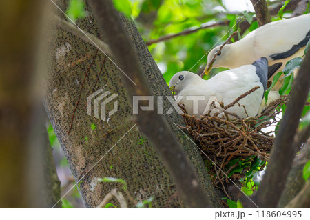 色鮮やかなオーストラリアの野鳥 色鮮やかなオーストラリアの野鳥 118604995