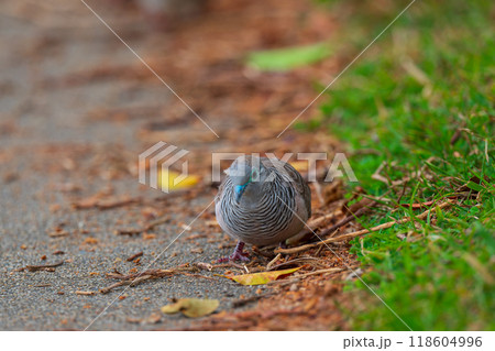 色鮮やかなオーストラリアの野鳥 色鮮やかなオーストラリアの野鳥 118604996