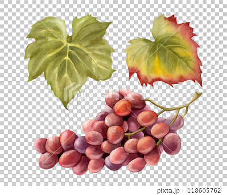 Wine grapes bunch with green leaves watercolor illustration set isolated on white. Realistic ripe purple fruit branch for fall October harvest and winery designs. Dark blue juicy berries clipart Wine grapes bunch with green leaves watercolor illustration set isolated on white. Realistic ripe purple fruit branch for fall October harvest and winery designs. Dark blue juicy berries clipart 118605762