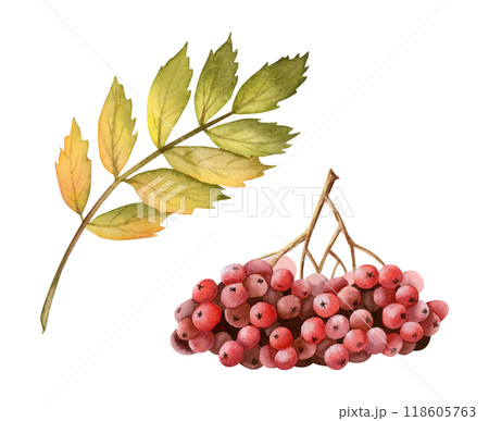 Red rowan berries branch and yellow green leaf watercolor illustration set isolated on white. Forest tree clipart for fall and autumn designs in warm colors 118605763