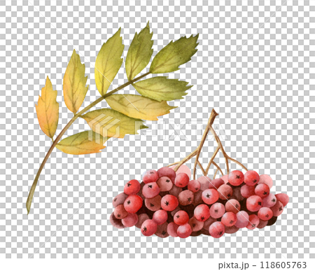 Red rowan berries branch and yellow green leaf watercolor illustration set isolated on white. Forest tree clipart for fall and autumn designs in warm colors 118605763