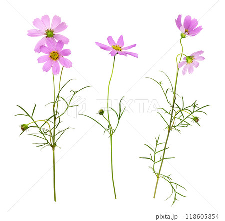 Set of pink cosmos flowers isolated 118605854