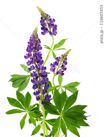 Lupinus polyphyllus purple flowers and green leaves in a floral summer arrangement isolated Lupinus polyphyllus purple flowers and green leaves in a floral summer arrangement isolated 118605855