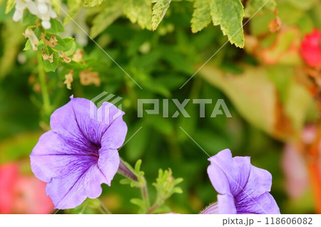 紫色の花を咲かすペチュニア 118606082