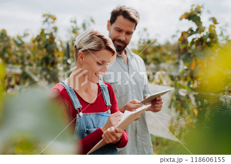 Viticulturist talking with vineyard owner, overseeing grapes growing and harvesting . Manual grape harvesting in family-run vineyard. Viticulturist talking with vineyard owner, overseeing grapes growing and harvesting . Manual grape harvesting in family-run vineyard. 118606155