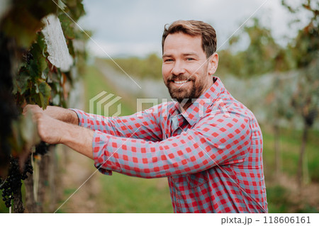 Man holding gardening shears and picking grapes from grapevine. Manual grape harvesting in family-run vineyard. Man holding gardening shears and picking grapes from grapevine. Manual grape harvesting in family-run vineyard. 118606161