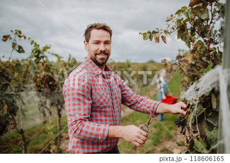 Man holding gardening shears and picking grapes from grapevine. Manual grape harvesting in family-run vineyard. 118606165