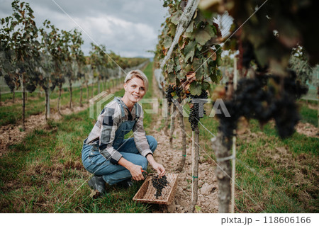Woman holding gardening shears and picking grapes from grapevine. Manual grape harvesting in family-run vineyard. 118606166