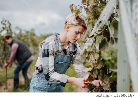 Woman holding gardening shears and picking grapes from grapevine. Manual grape harvesting in family-run vineyard. 118606167