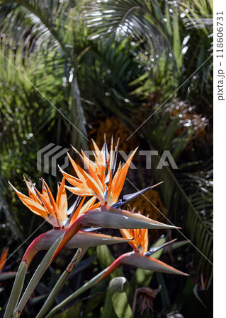 Tropical plants, palm tree and Strelitzia reginae, Paradise Bird flowers 118606731