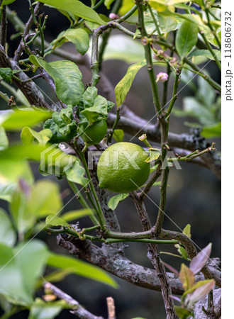 Citrus aurantiifolia, lime green lemon handing on a tree branch 118606732