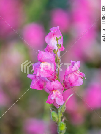 Pink flowers in the garden called Snapdragon or Antirrhinum majus or Bunny rabbits. 118606800