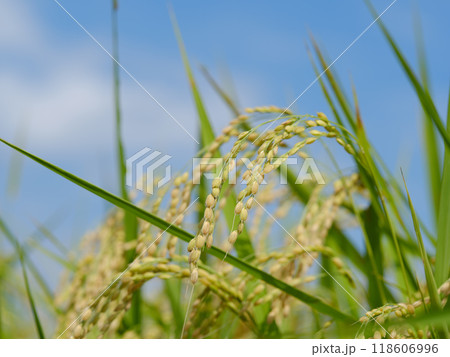 新米の時期〜青空に映える稲穂 118606996