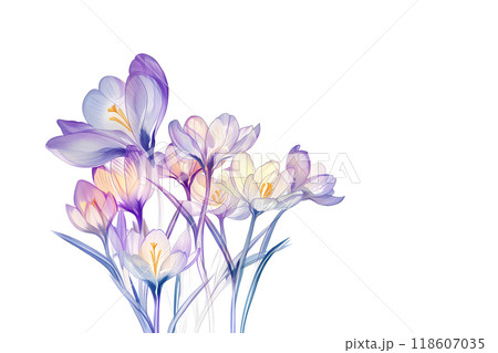 美しいクロッカスの花 118607035