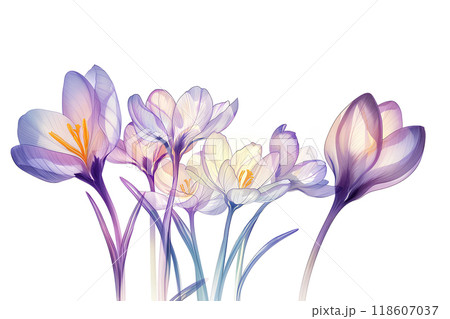 美しいクロッカスの花 118607037